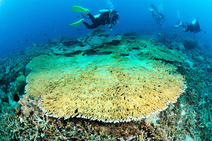 Lawrence Chan diving at sipadan
