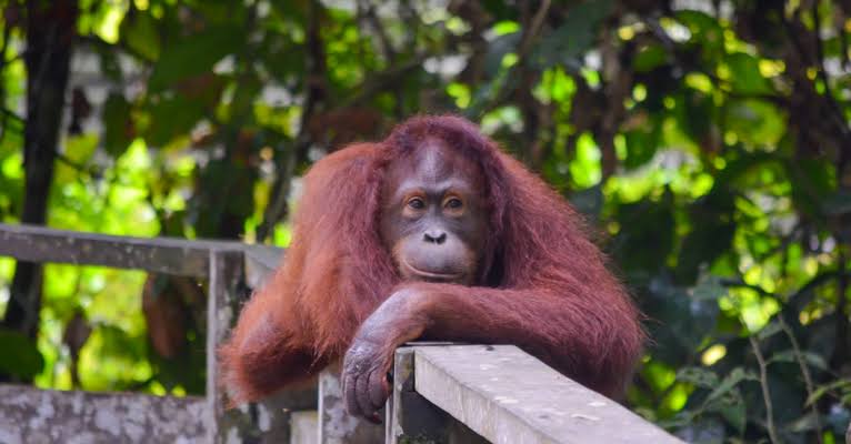 orangutan at sepilok the jungle half of a borneo dive trip