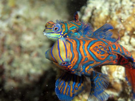 mandarinfish on the kapalai house reef at dusk