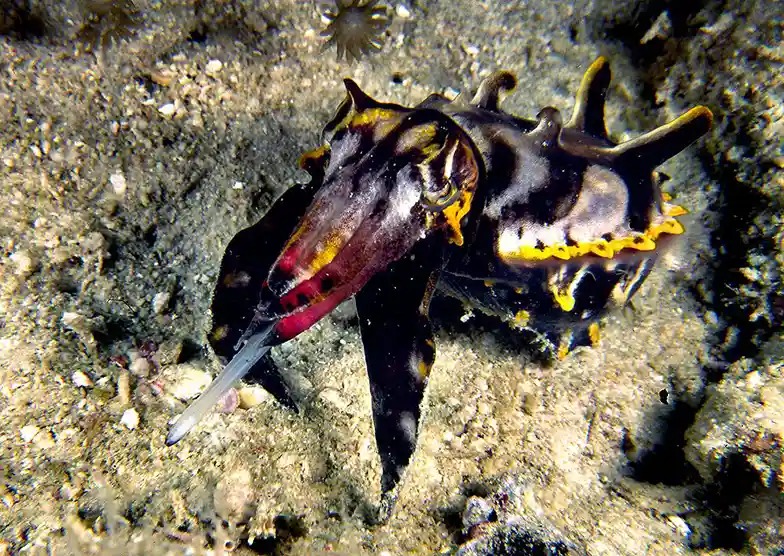 flamboyant cuttlefish muck diving mabul island