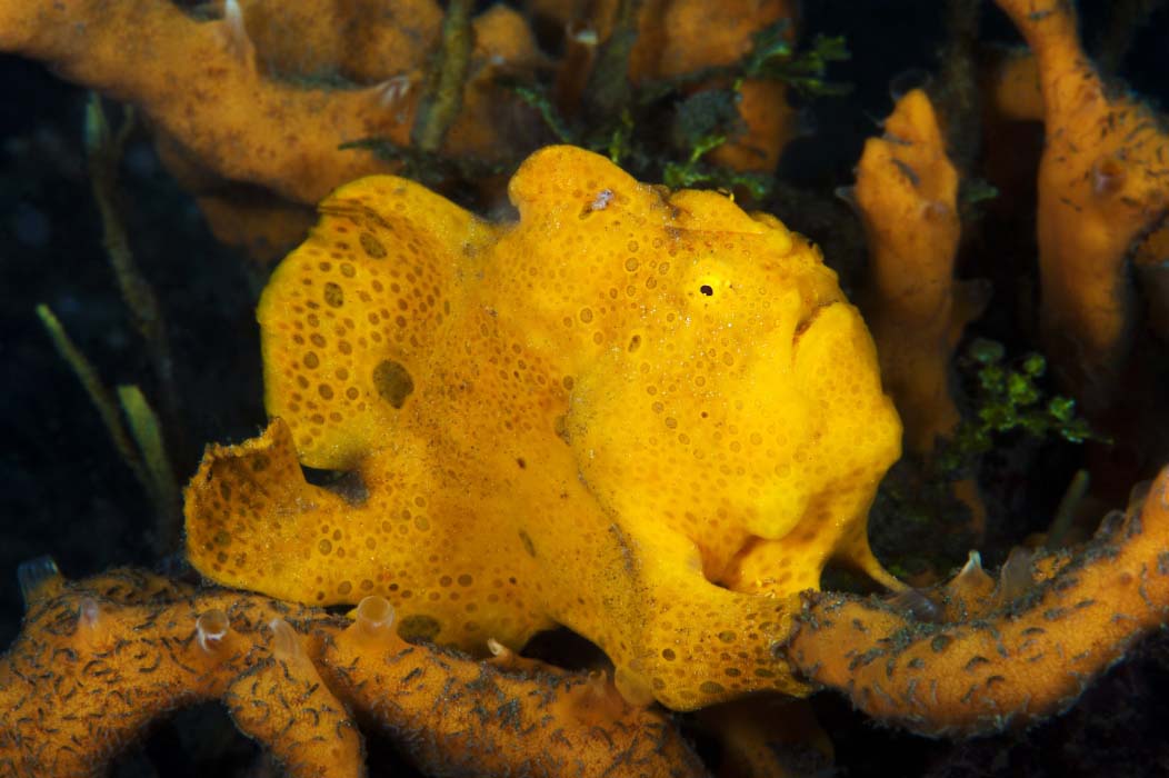 frogfish on mabul reef the sipadan alternative for macro