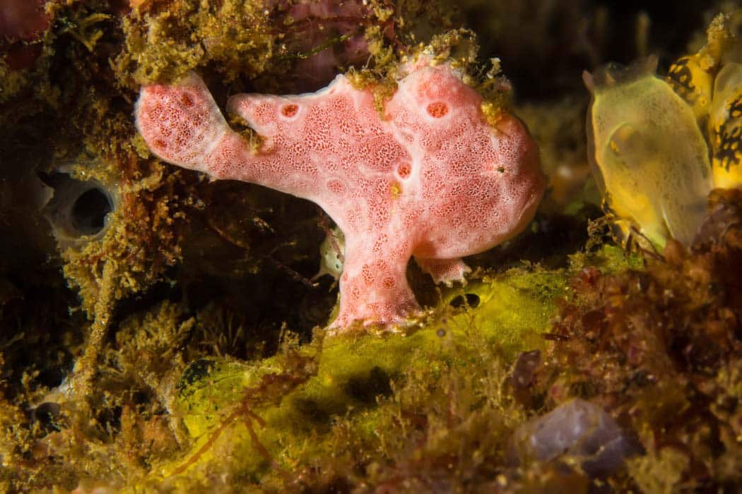 frogfish at mabul the macro half of the best diving in malaysia