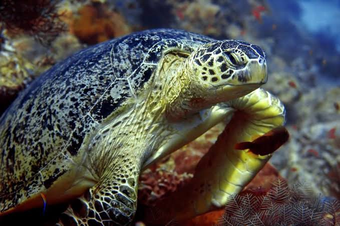 penyu hijau di dinding sipadan pakej menyelam