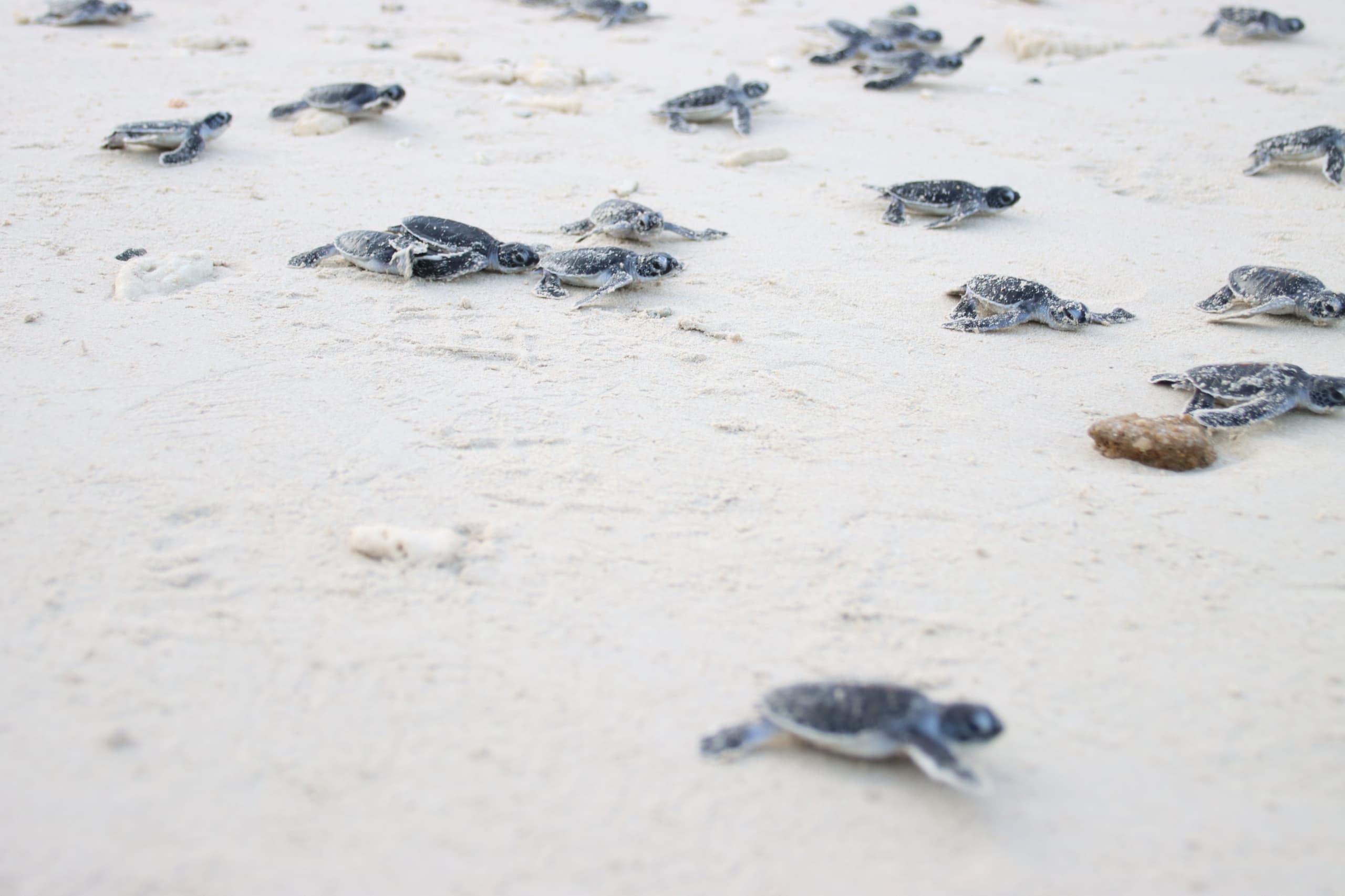 turtle hatchling release at pom pom island conservation project