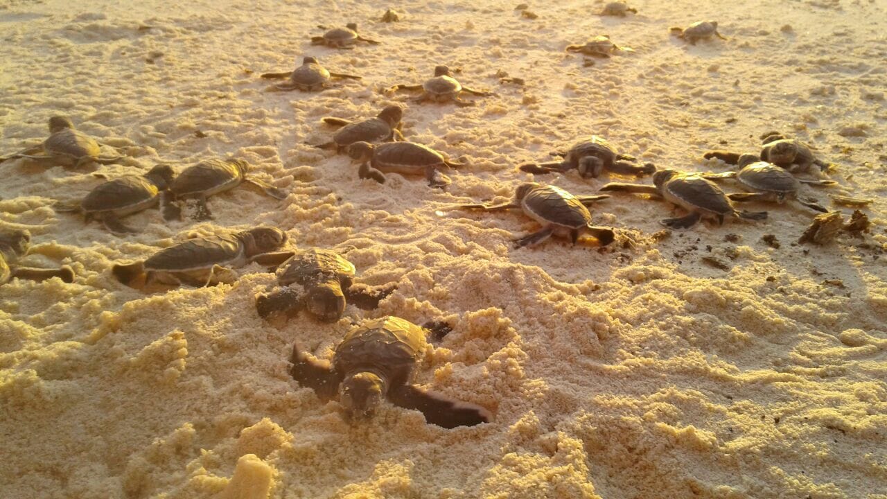 turtle nesting beach at pom pom island semporna