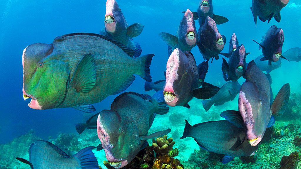 bumphead parrotfish school at dawn on the sipadan reef flat