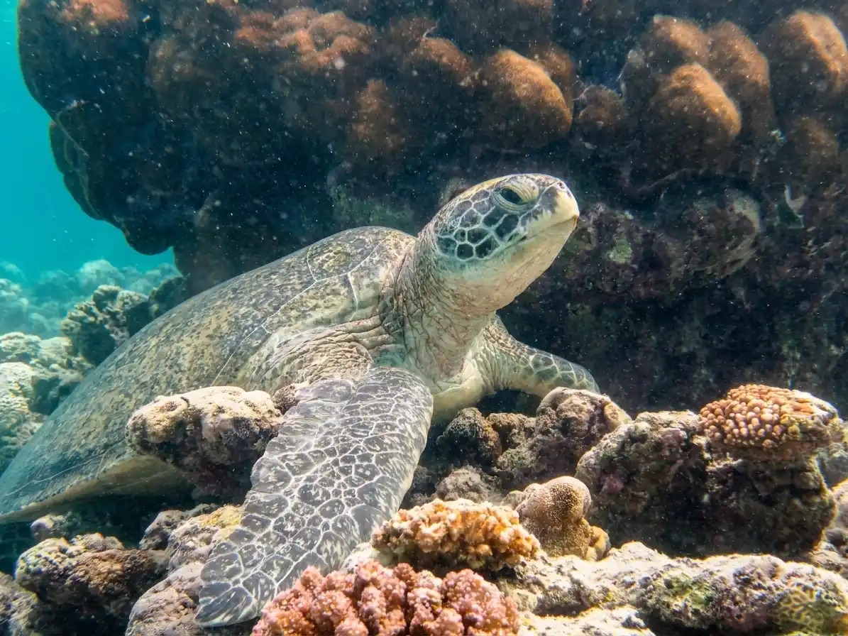 green turtle at close range on the sipadan reef