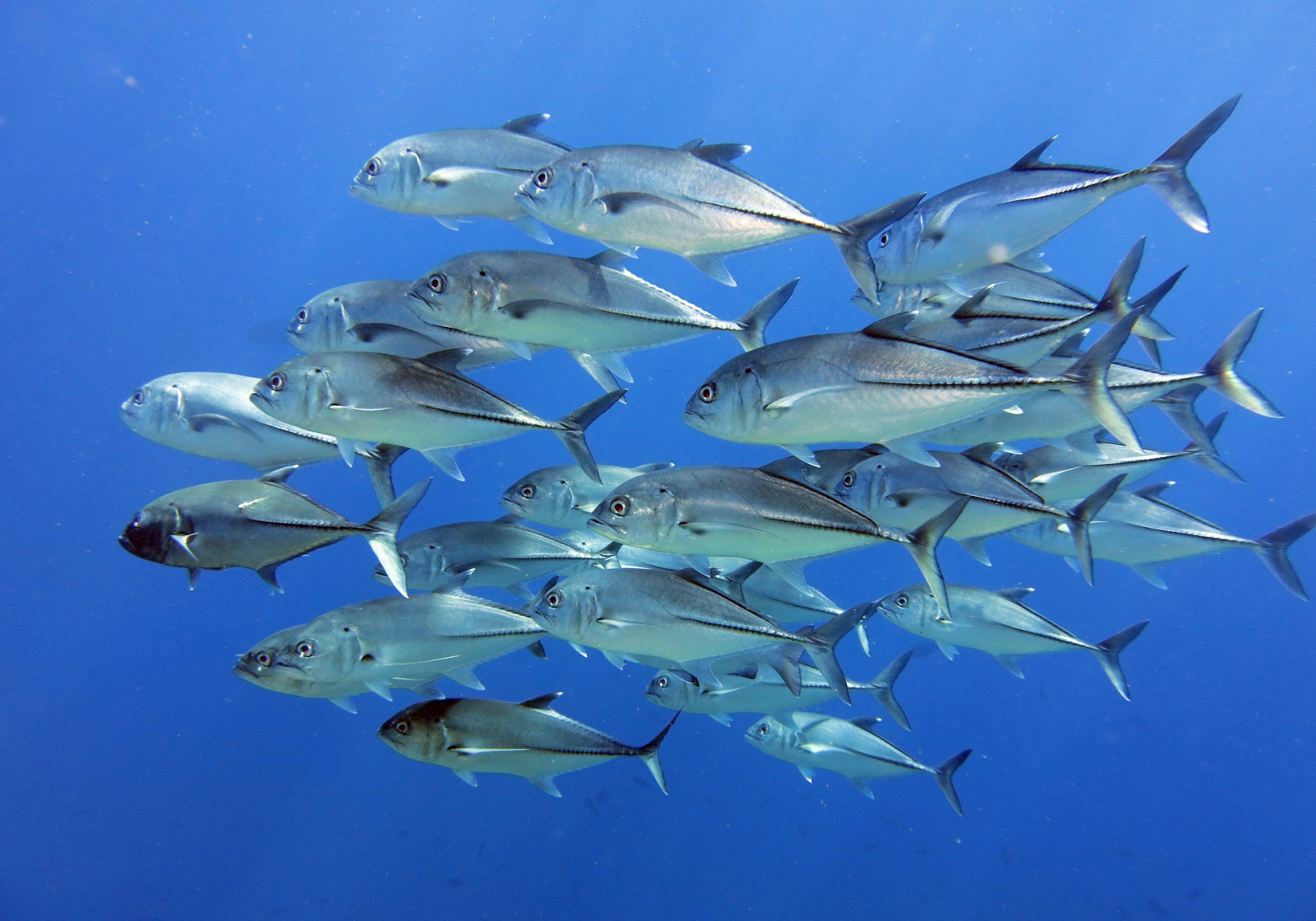 bigeye trevally spiral with diver at sipadan