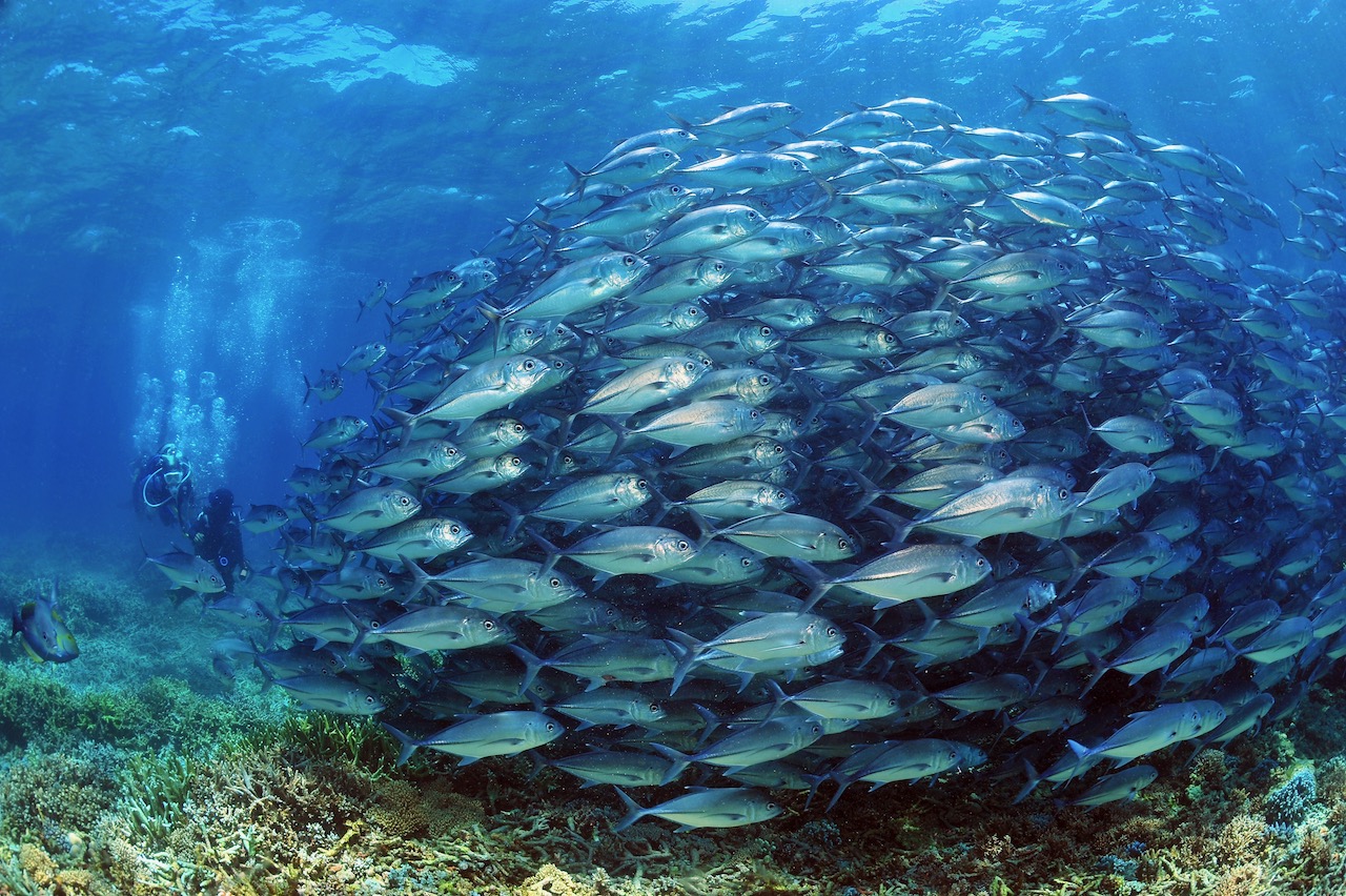 sipadan wall diving compared with mabul macro reef