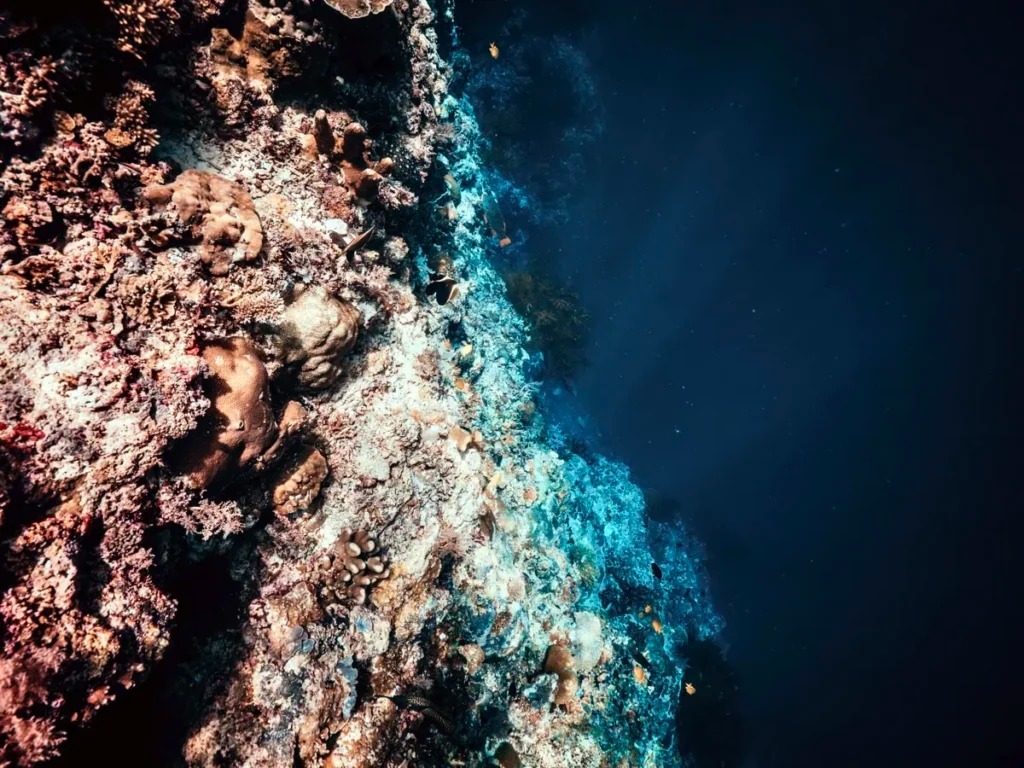 divers holding position in current on the sipadan wall