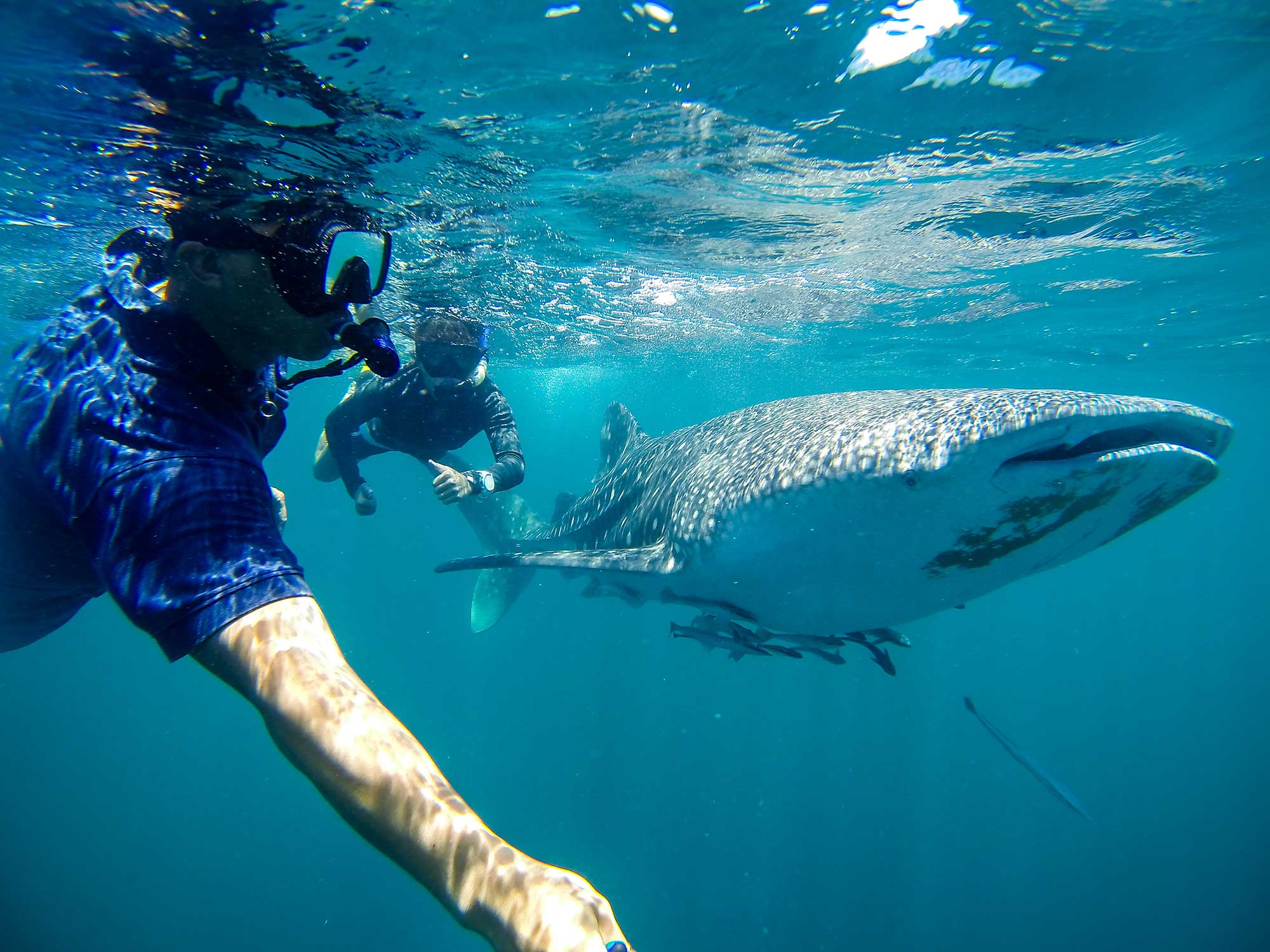 sipadan wall with reef sharks the best diving in malaysia