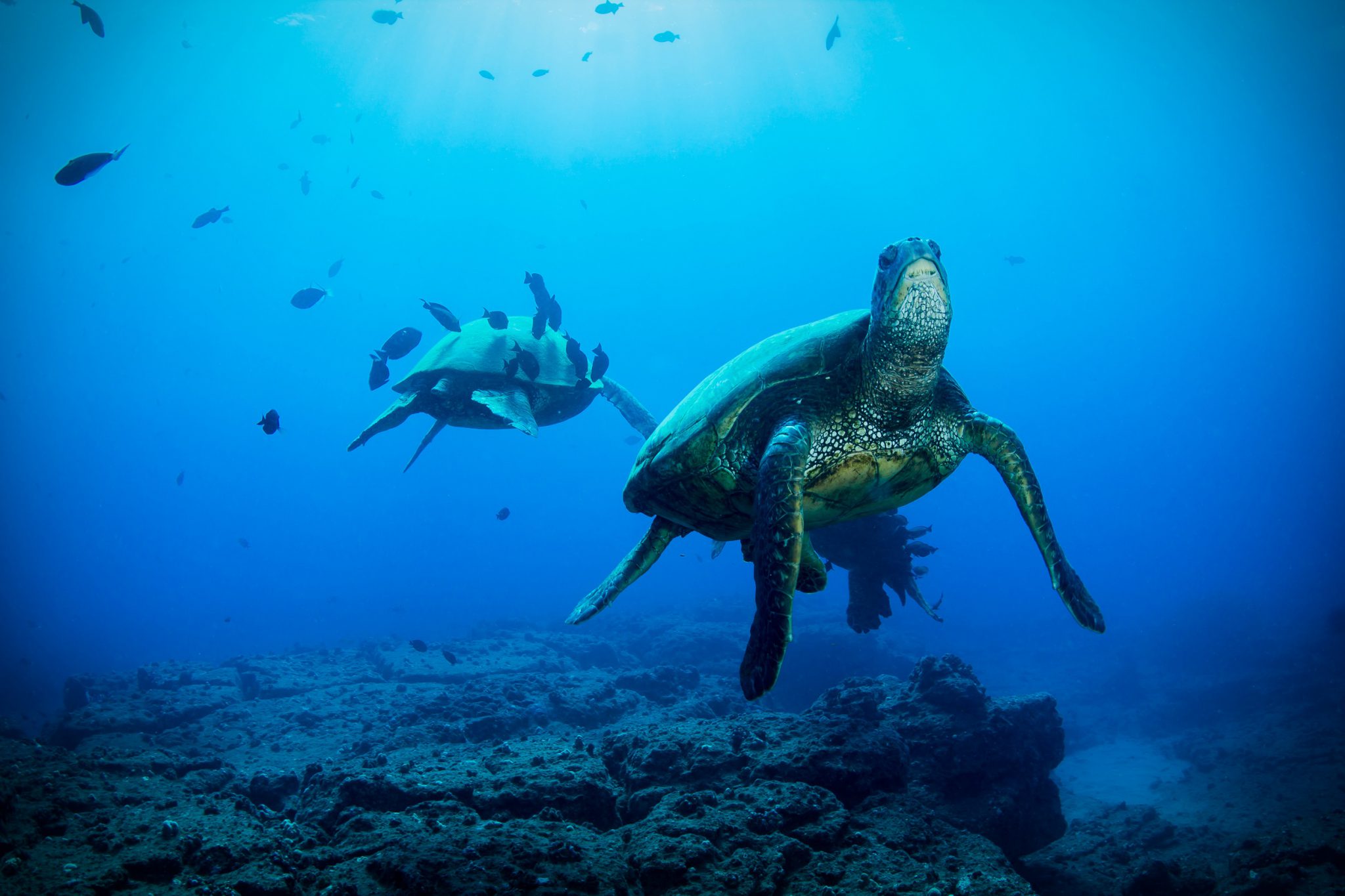 diving in sipadan green turtle on the wall at drop off