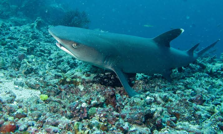 whitetip reef shark on a ledge at sipadan wall